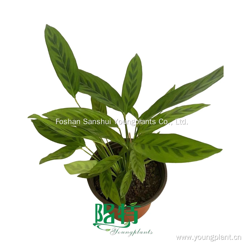 Foshan Youngplants - Calathea leopardina 'Chrysoberyl' Tissue Culture Liner Plants Supplier 1