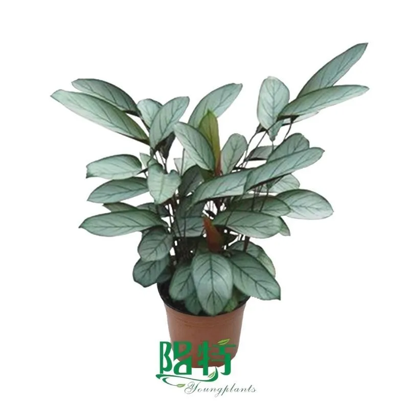Foshan Youngplants - Ctenanthe setosa Grey star Wholesale Tray Plant Plugs Supply Growers Nurseries 1