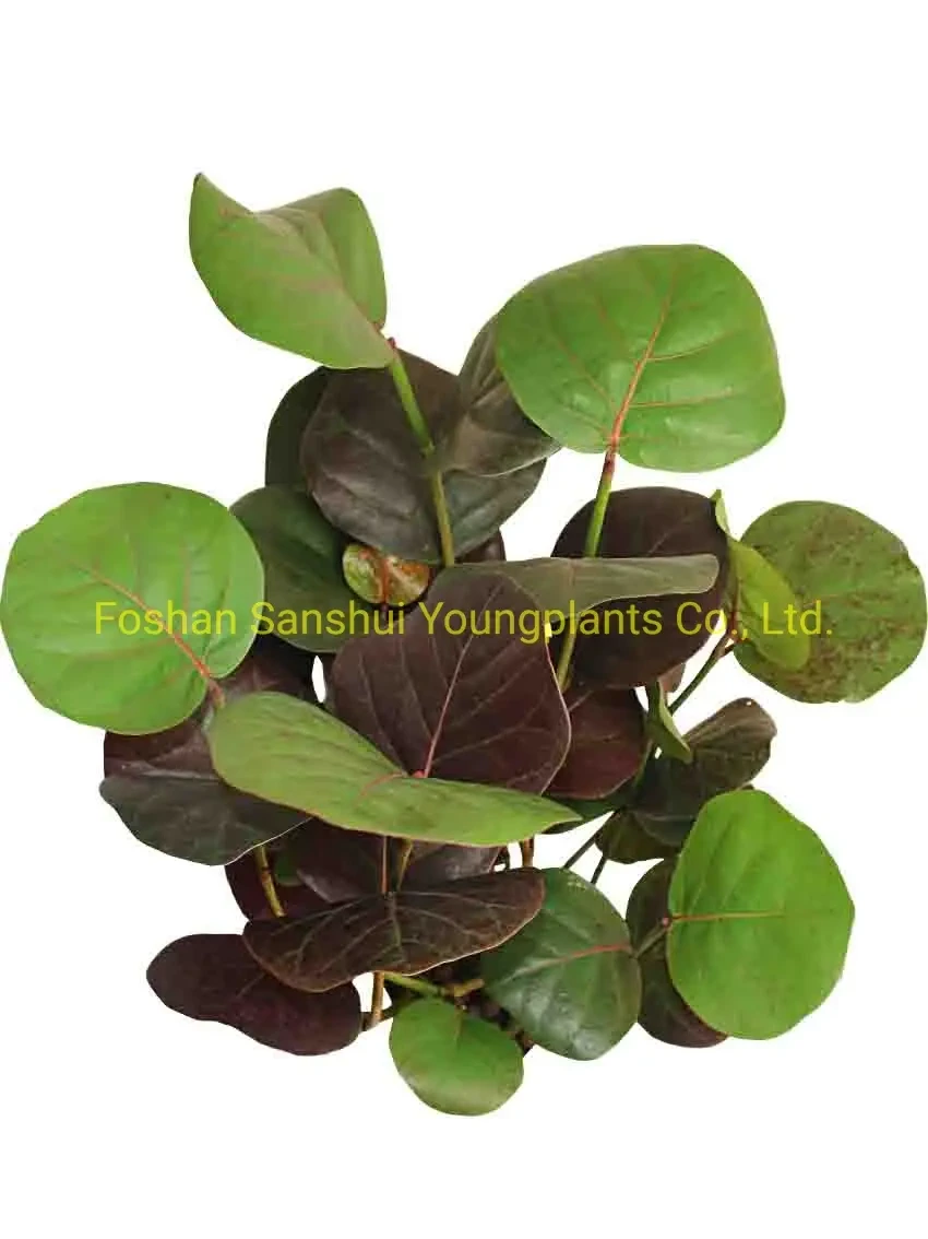 Foshan Youngplants - Tray/Plug Coccoloba Uvifera From Tissue Culture Plant Nursery Wholesale Import From China Coccoloba 1