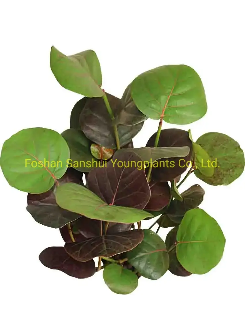 Fully Utilize aglaonema chinese evergreen To Enhance Your Business