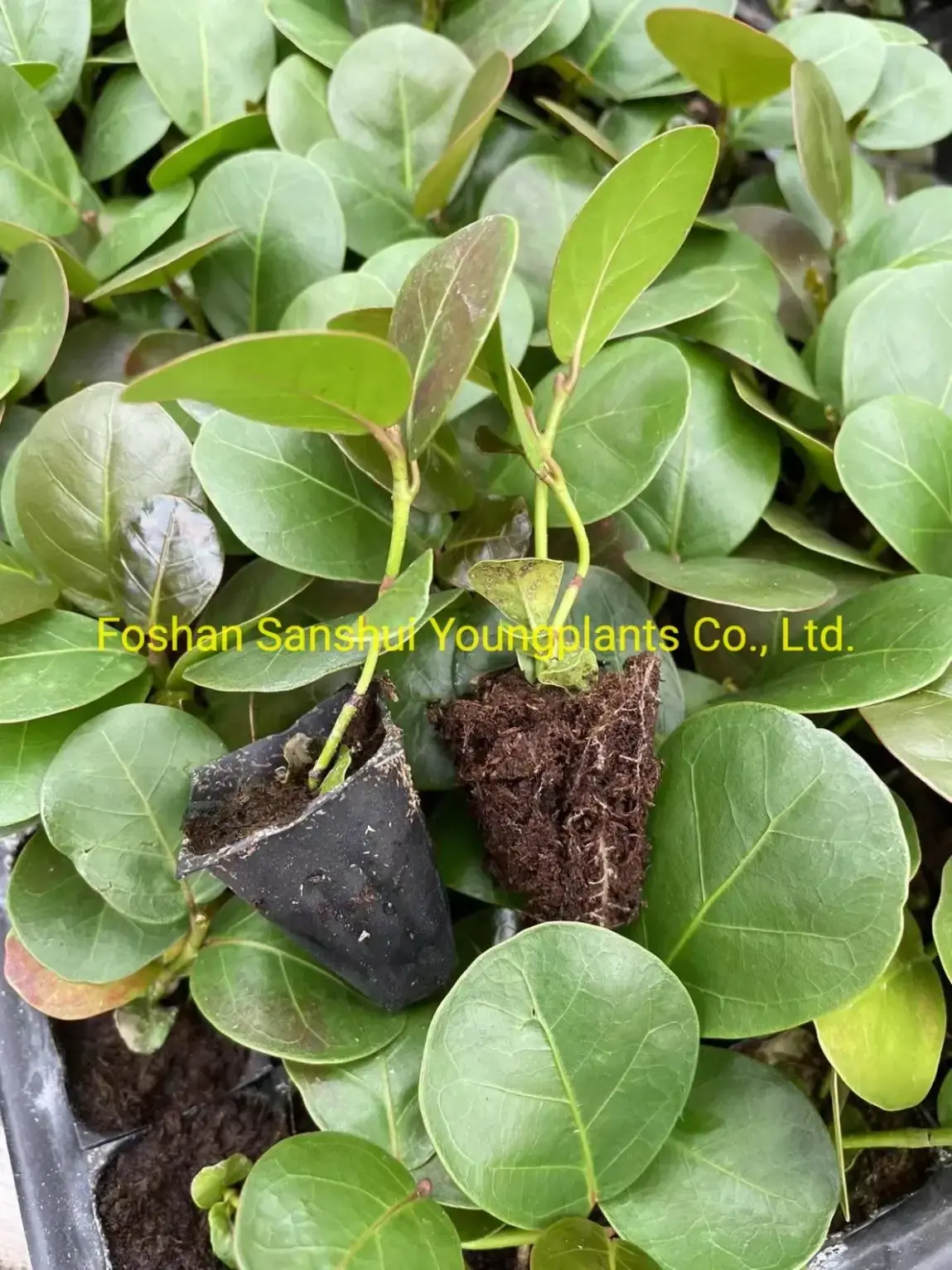 Wholesale Coccoloba Uvifera from China's Top Plant Nursery 3