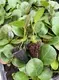 Wholesale Coccoloba Uvifera from China's Top Plant Nursery 3