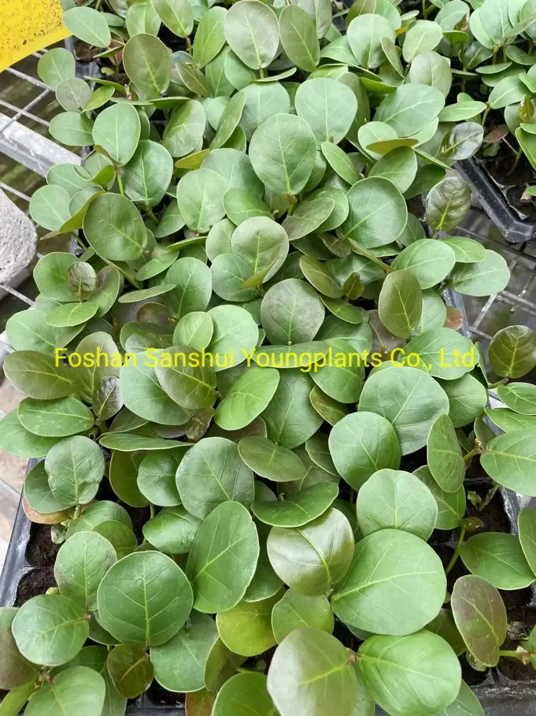 Wholesale Coccoloba Uvifera from China's Top Plant Nursery 4