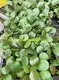 Wholesale Coccoloba Uvifera from China's Top Plant Nursery 4