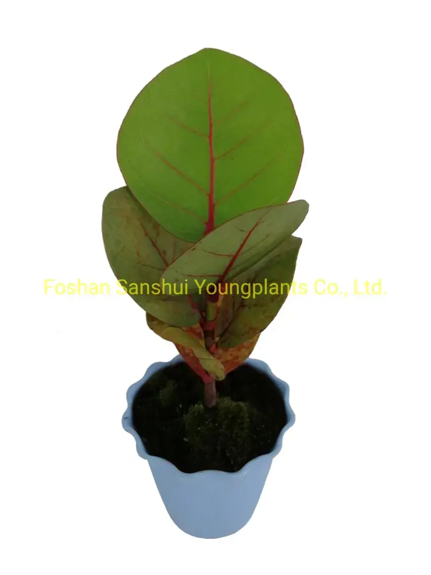 Wholesale Coccoloba Uvifera from China's Top Plant Nursery 2
