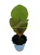 Wholesale Coccoloba Uvifera from China's Top Plant Nursery 2