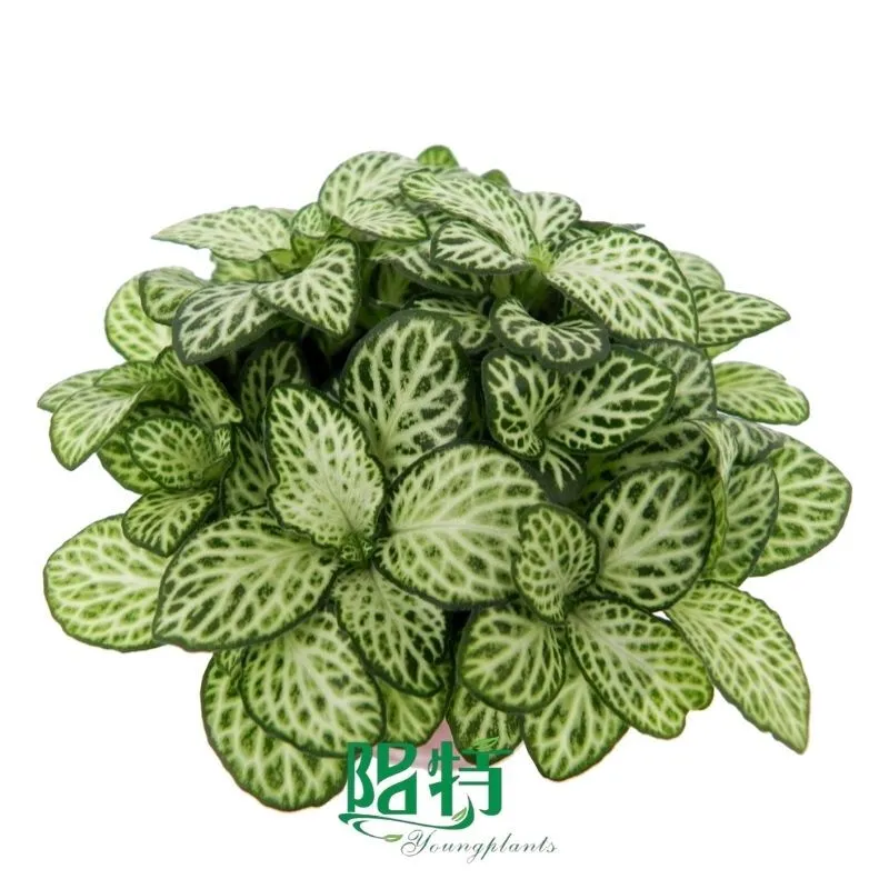 Foshan Youngplants | Fittonia albivenis 'White Anne' Tissue Culture Liners Seedlings 1