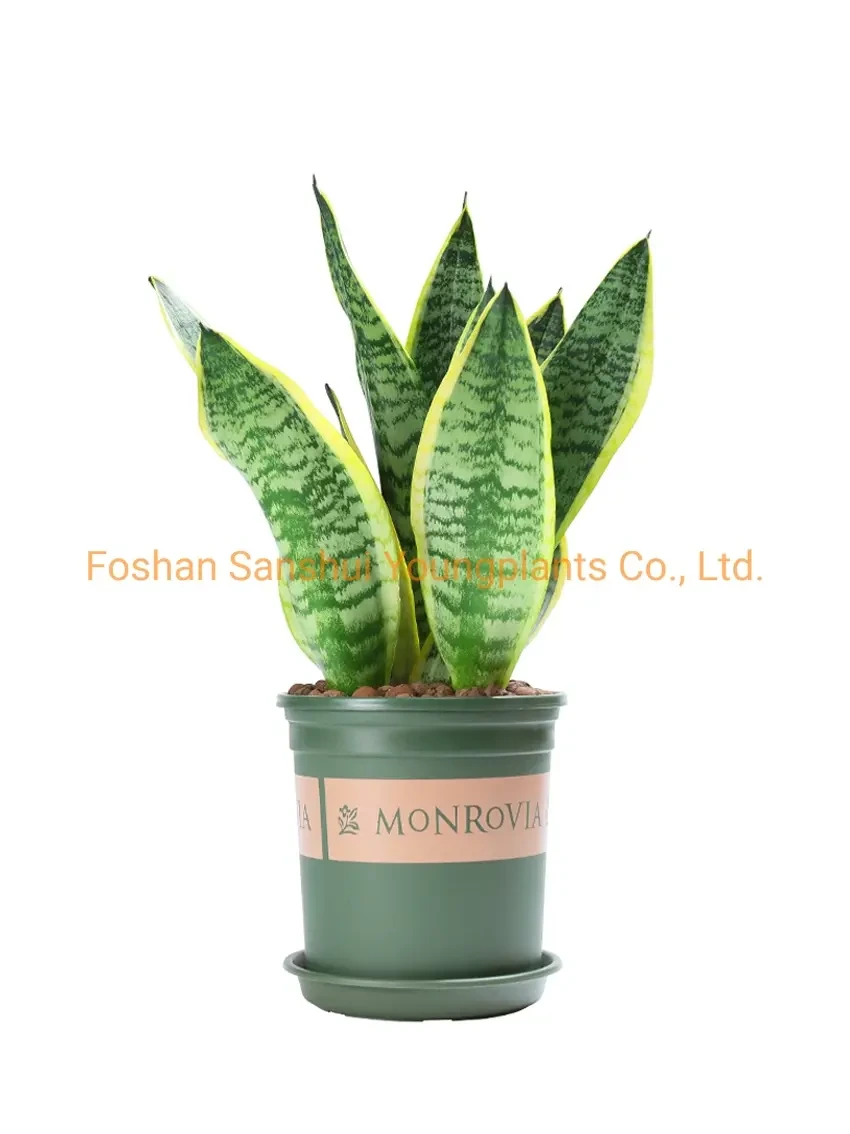 Foshan Youngplants - Sansevieria Compacta Bonsai Outdoor Indoor Wholesale Import Plant Sansevieria 1