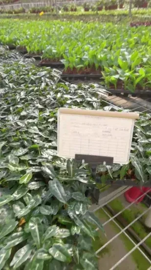 Foshan Youngplants - Alocasia Bambino Plantlets Plants Wholesale Import Export From China Others Alocasia 1