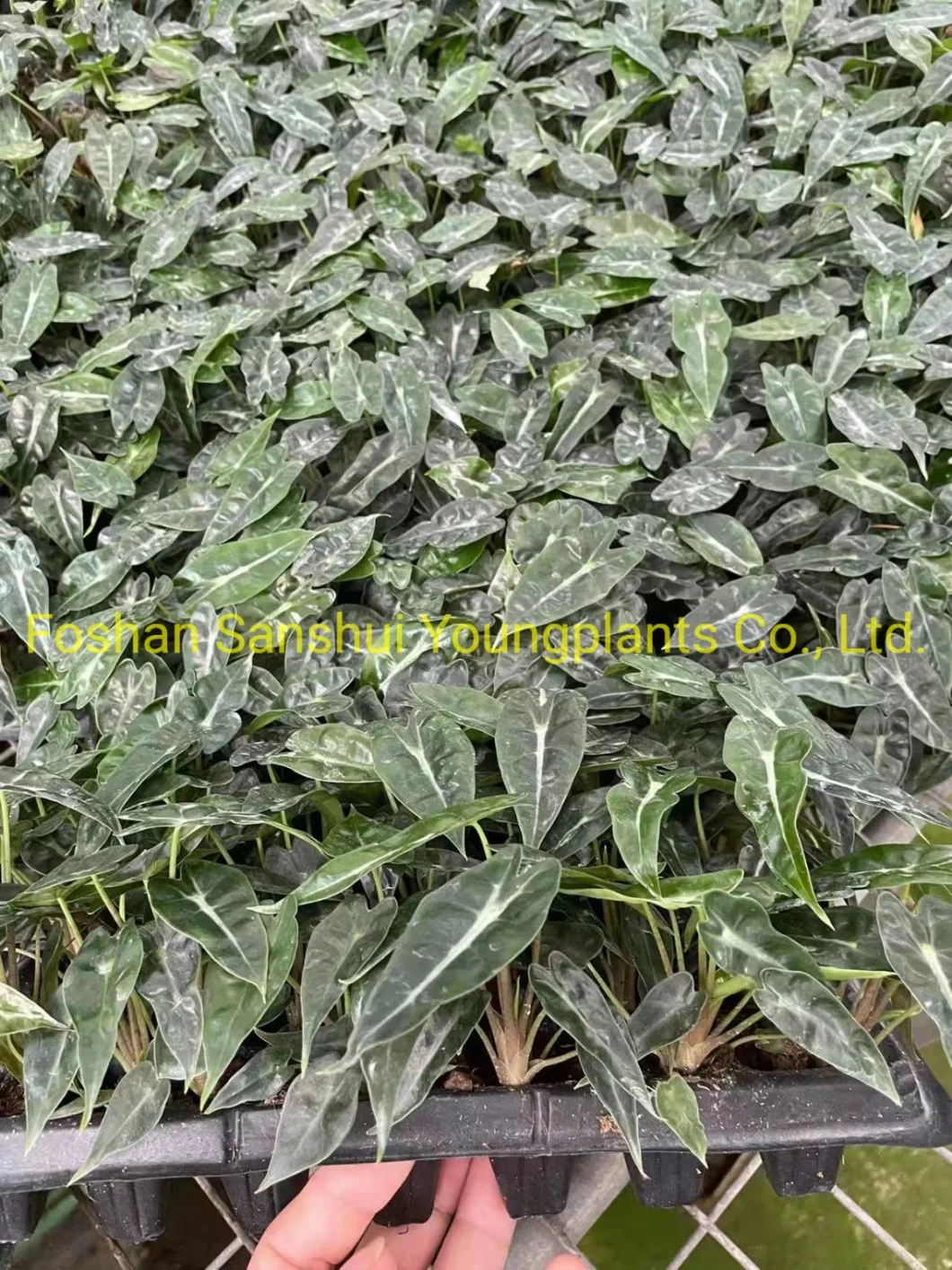 Alocasia Bambino Plantlets Plants Wholesale Import Export From China