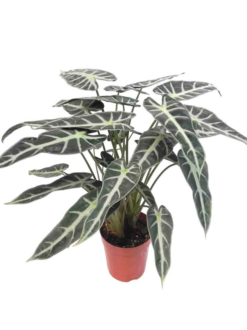 Top Black Alocasia Factory | Giovani piante 3