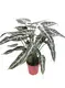 Top black alocasia Factory | Youngplants 2
