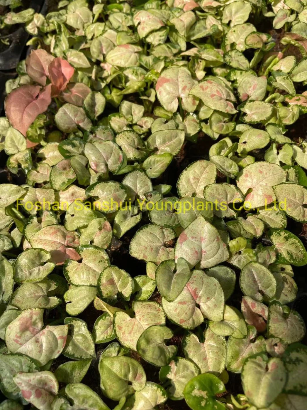 Syngonium Mile Confetii Dazzle Color Tissue Culture Young Ornamental Plant