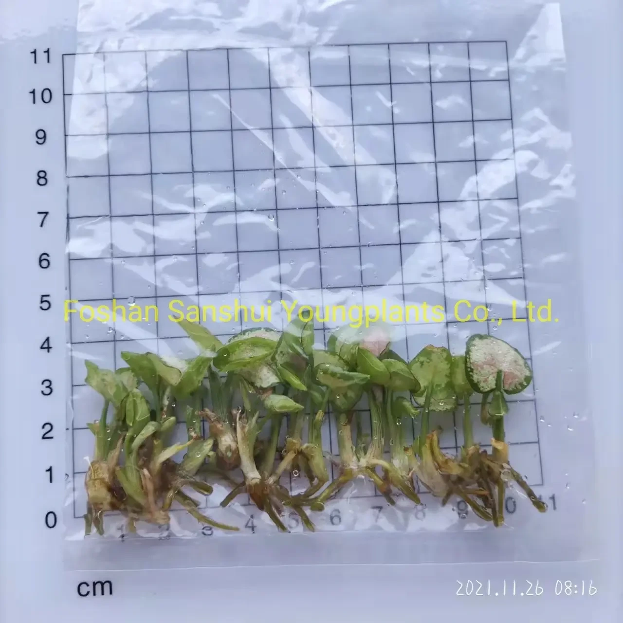 Foshan Youngplants - Syngonium Mile Confetii Dazzle Color Tissue Culture Young Ornamental Plant Syngonium 1