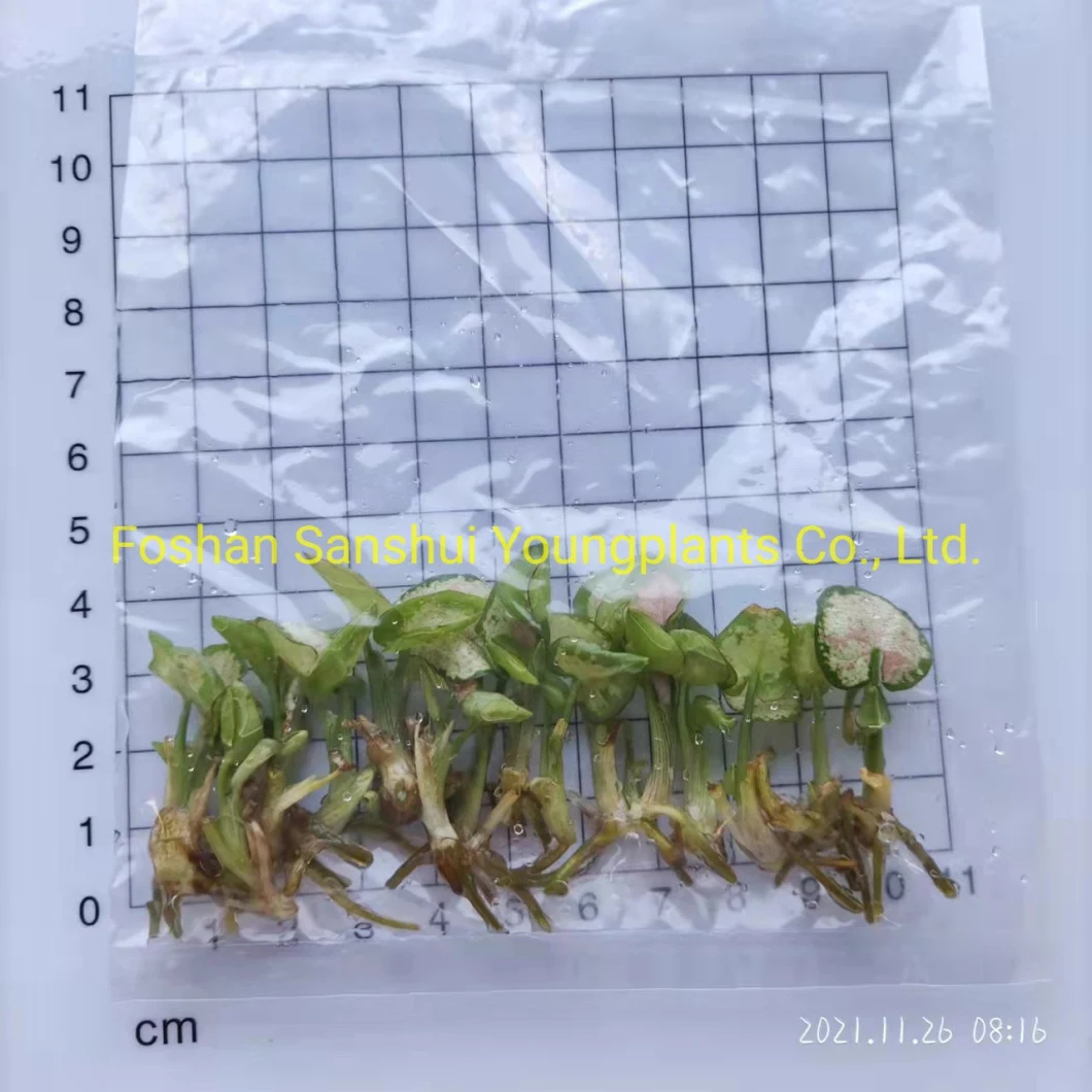 Syngonium Mile Confetii Dazzle Color Tissue Culture Young Ornamental Plant