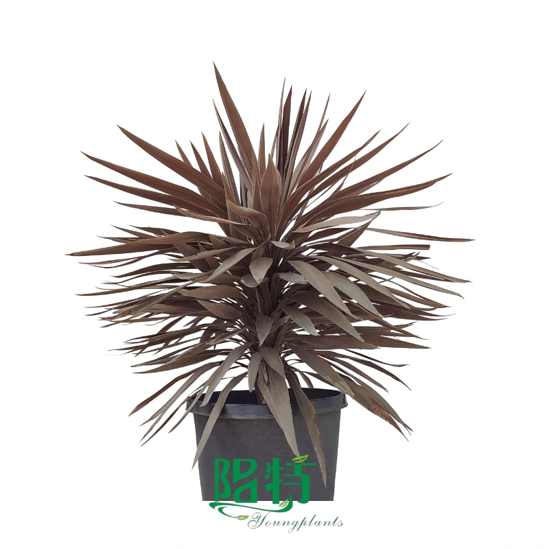 Foshan Youngplants | Cordyline australis 'Purple Giant' Tissue Culture Liners Seedlings 1