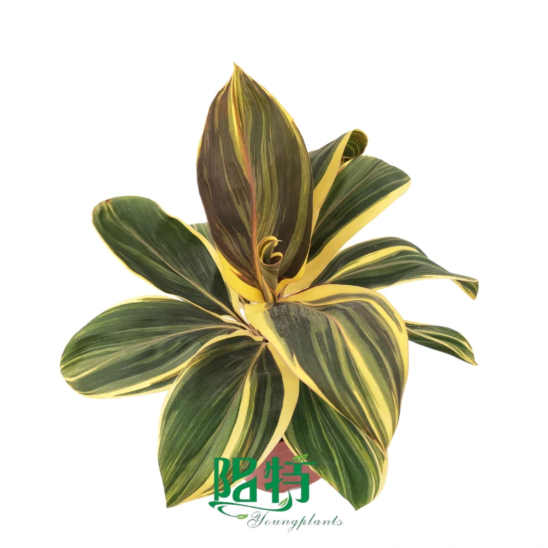 Foshan Youngplants | Cordyline fruticosa 'Chocolate Queen' Tissue Culture Liners Seedlings 1