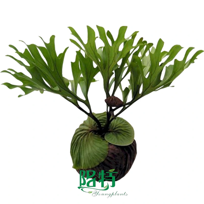 Foshan Youngplants | Platycerium ridleyi Fern Tissue Culture Plants Wholesale 1