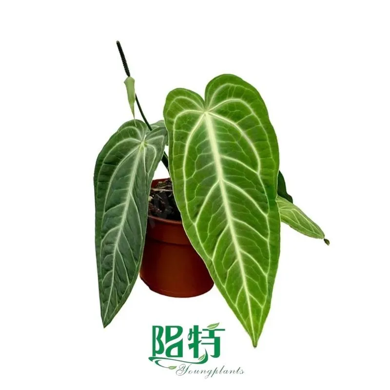 Foshan Youngplants | Anthurium villenaorum Tissue Culture Plants Micropropegation Cuttings In Vitro Supply 1