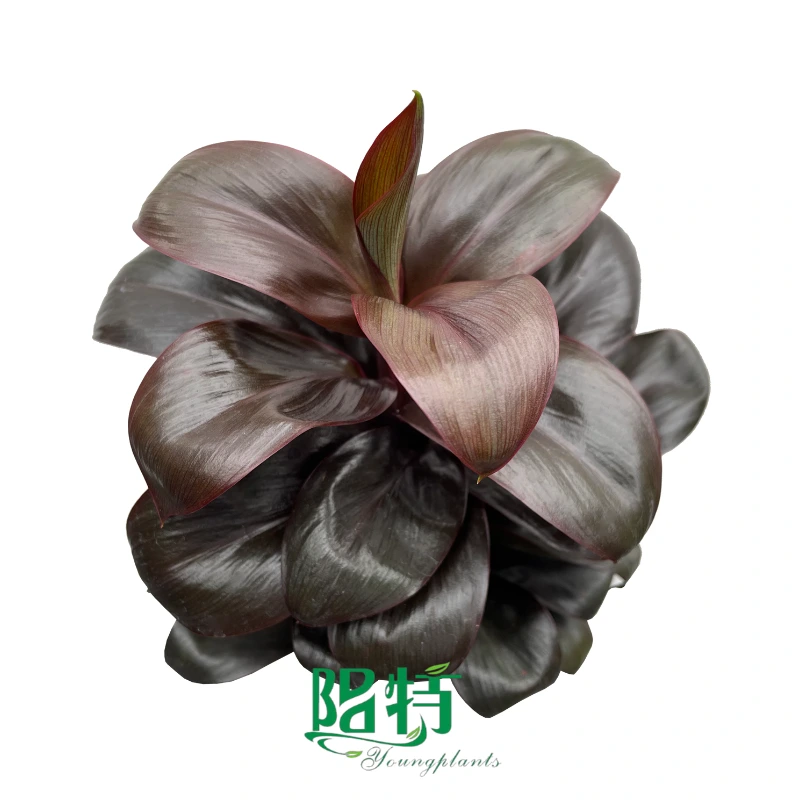 Foshan Youngplants |  Cordyline fruticosa 'Baby' Tissue Culture Liners Seedlings 1