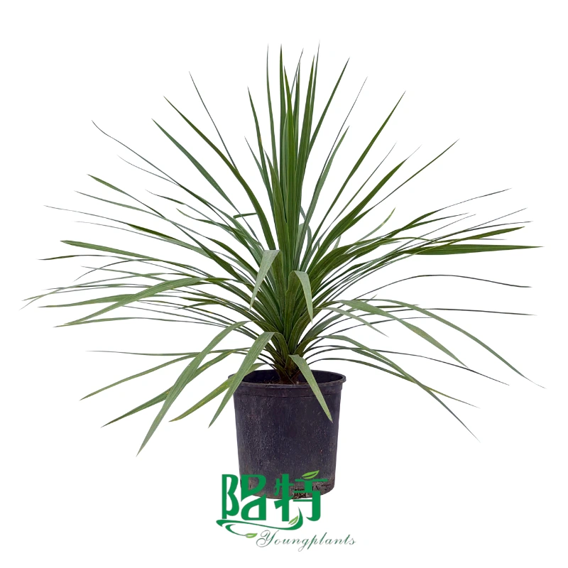 Foshan Youngplants | Cordyline australis 'Champagne' Tissue Culture Liners Seedlings 1