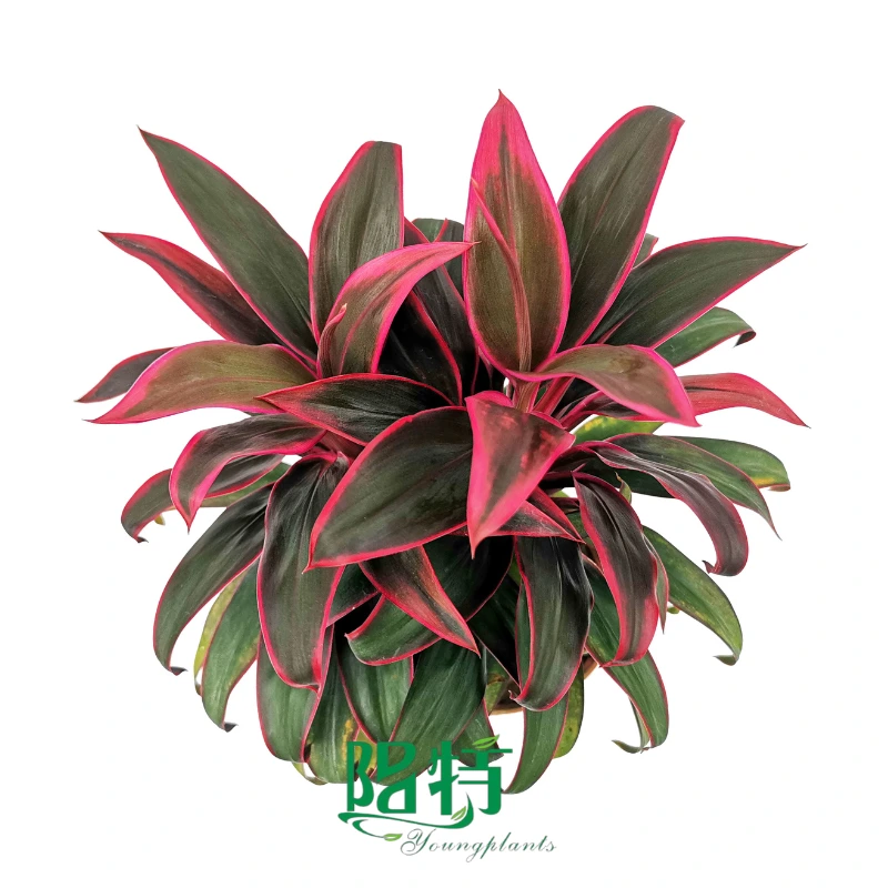 Foshan Youngplants | Cordyline fruticosa 'Doll' Tissue Culture Liners Seedlings 1