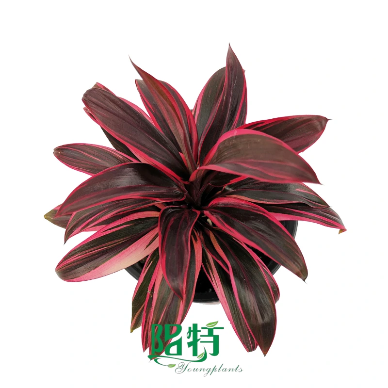 Foshan Youngplants | Cordyline fruticosa 'Miniature Pink Lady' Tissue Culture Liners Seedlings 1