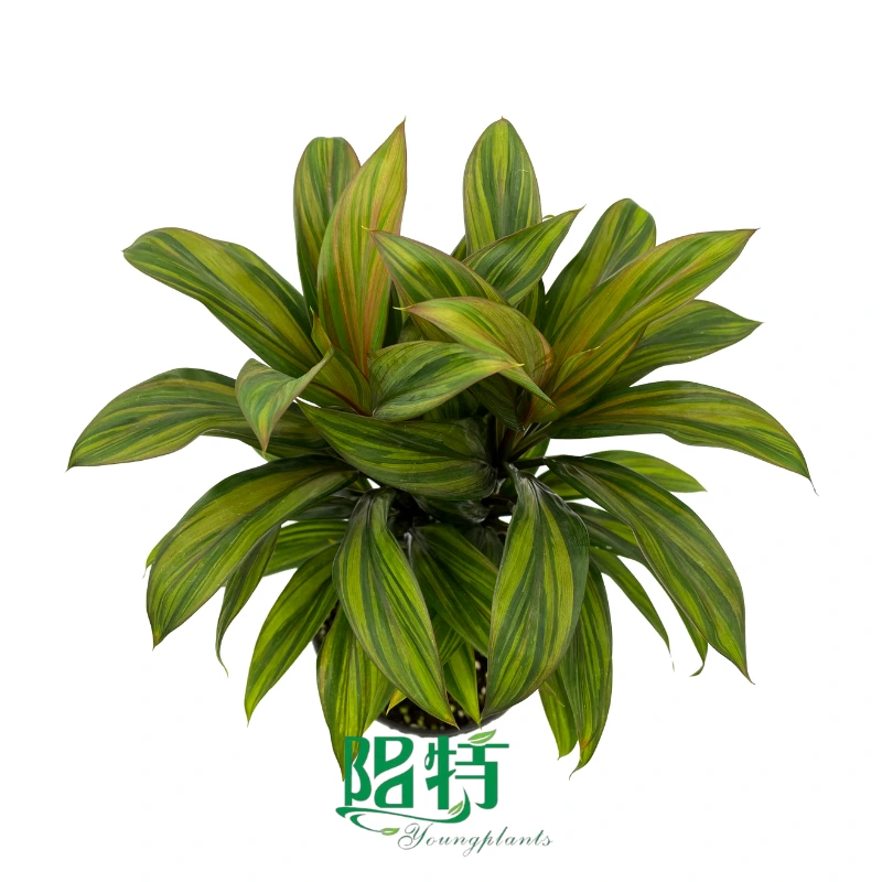 Foshan Youngplants | Cordyline fruticosa 'Brandy Lime' Tissue Culture Liners Seedlings 1