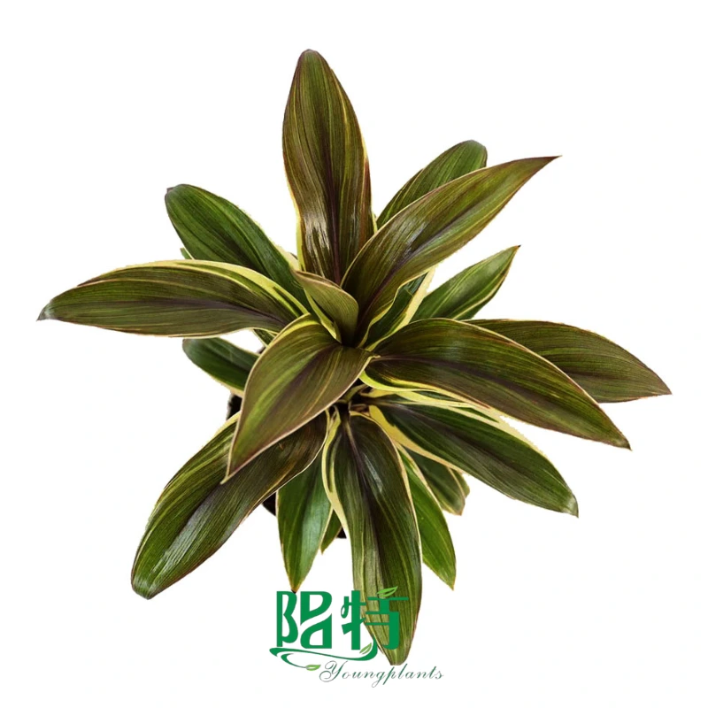 Foshan Youngplants - Cordyline Green Compacta Tray Plugs Tissue Culture Live Plant Cordyline 1