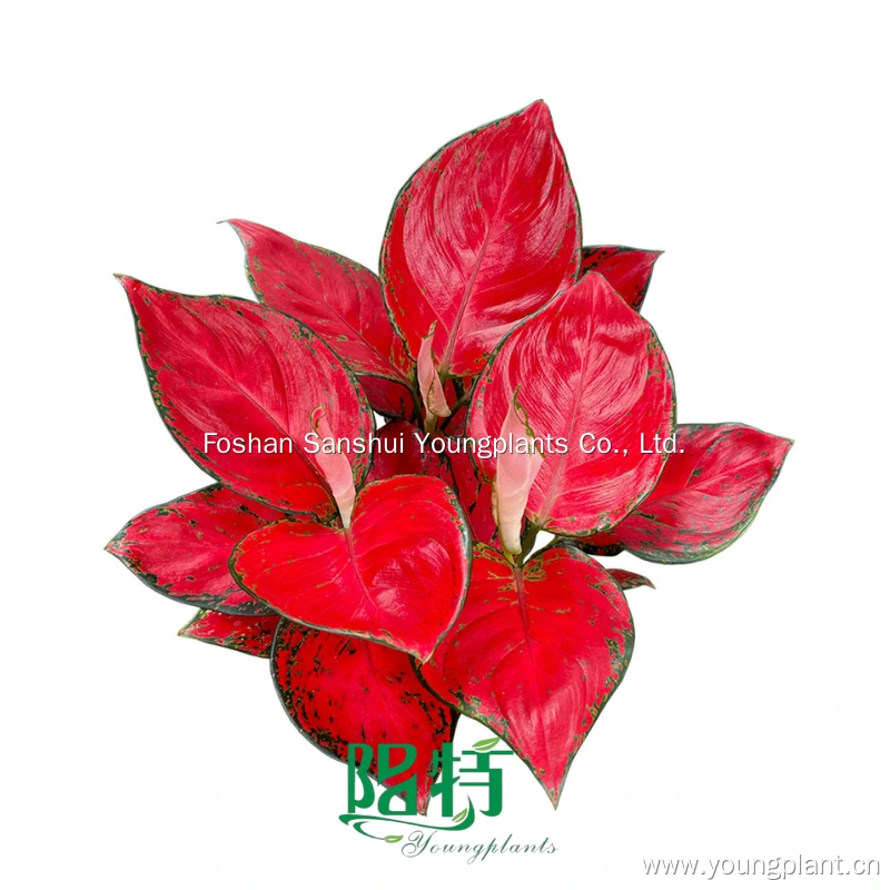 Foshan Youngplants | Aglaonema 'Sunshine' Rooted Plant Plugs Seedlings Indoor/Outdoor Wholesale for Grower 1