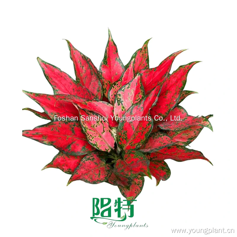 Foshan Youngplants - Aglaonema Red Sword Rooted Plant Plugs Seedlings Indoor/Outdoor Wholesale for Grower1 1