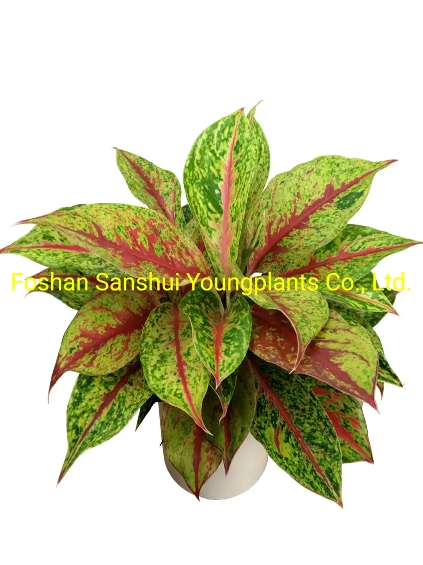 Foshan Youngplants - Aglaonema Night Sparkle Natural Live Young Plants Export Worldwide Aglaonema 1
