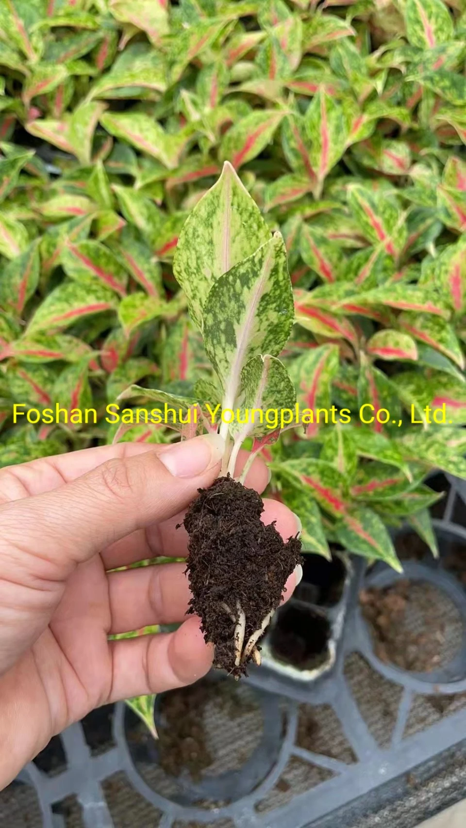 Aglaonema Night Sparkle Natural Live Young Plants Export Worldwide