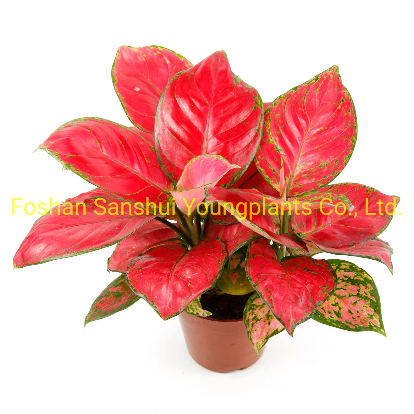 The Reasons Why We Love chinese evergreen and cats