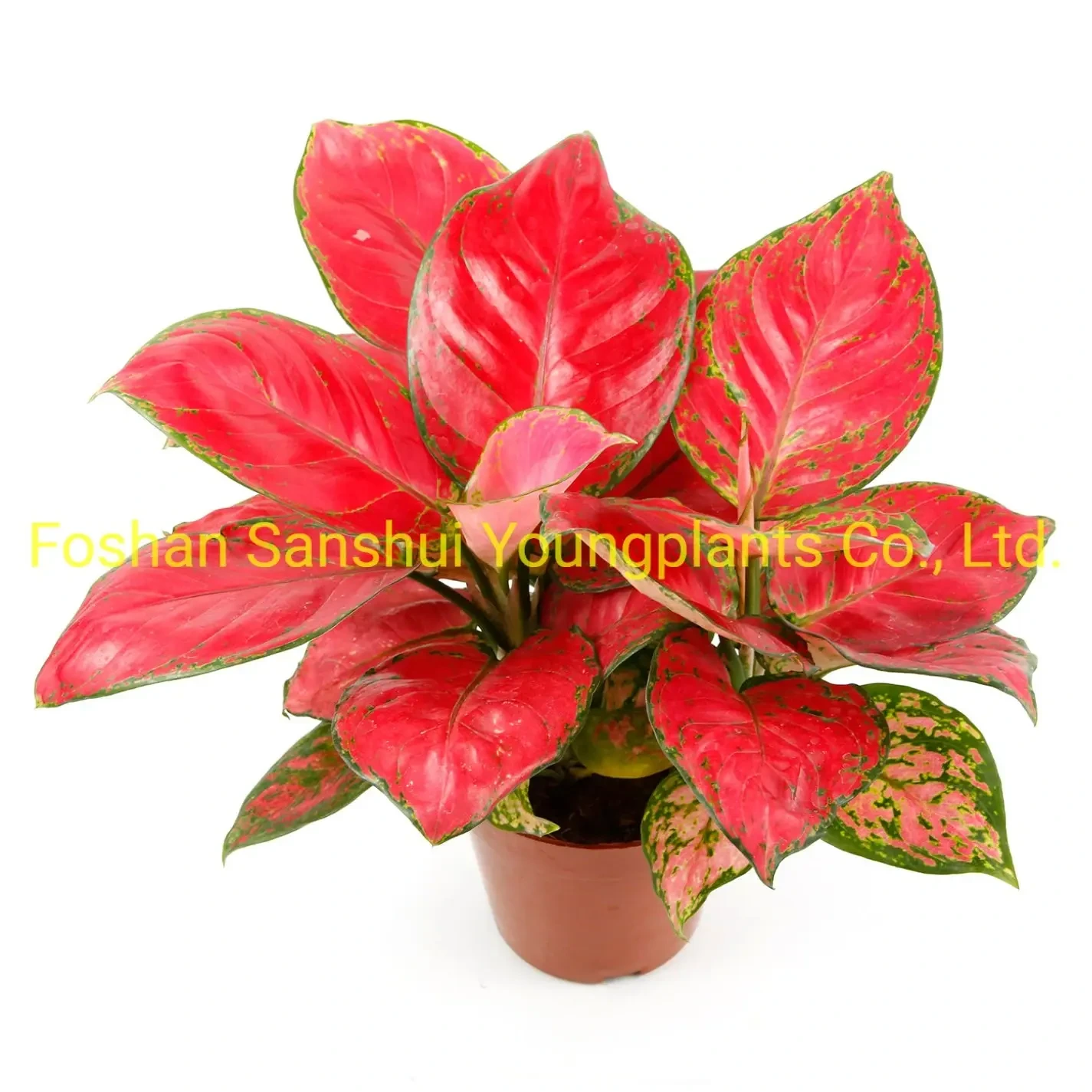 Foshan Youngplants - Bonsai Finished Mature Plant From Tissue Culture Tray Seedling Aglaonema 1