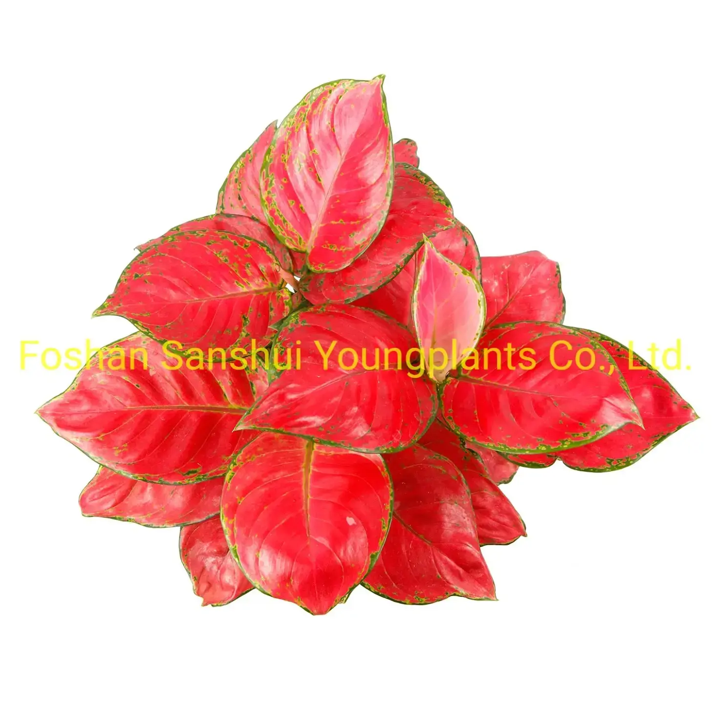 Youngplants |  aglaonema  2