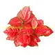 Youngplants |  aglaonema  2