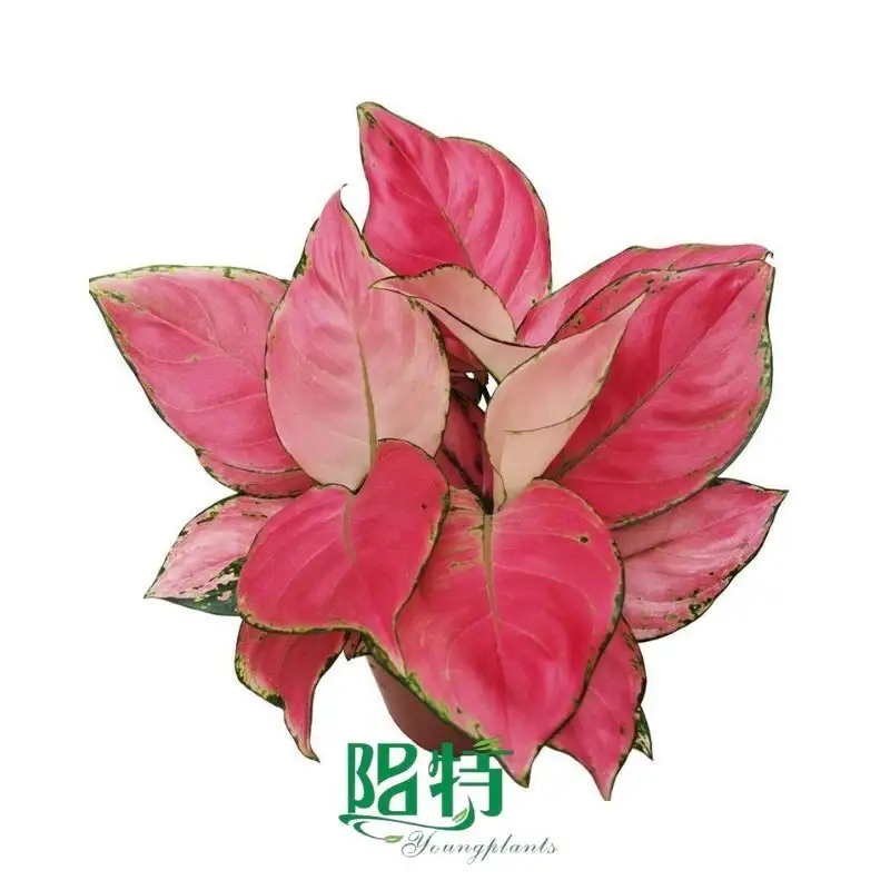 aglaonema seed propagation | Youngplants