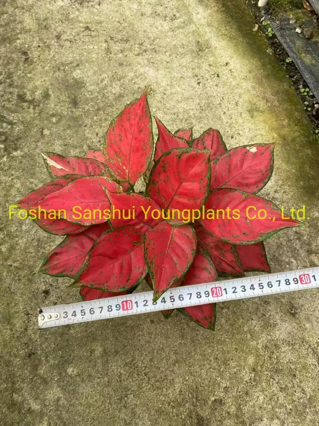 Youngplants |  aglaonema  5