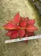 Youngplants |  aglaonema  5