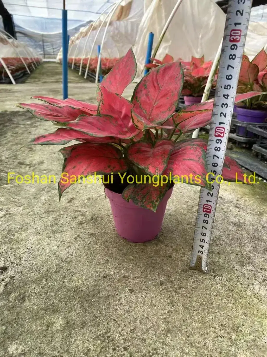 Youngplants |  aglaonema  4