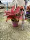 Youngplants |  aglaonema  4