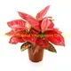 Youngplants |  aglaonema  3