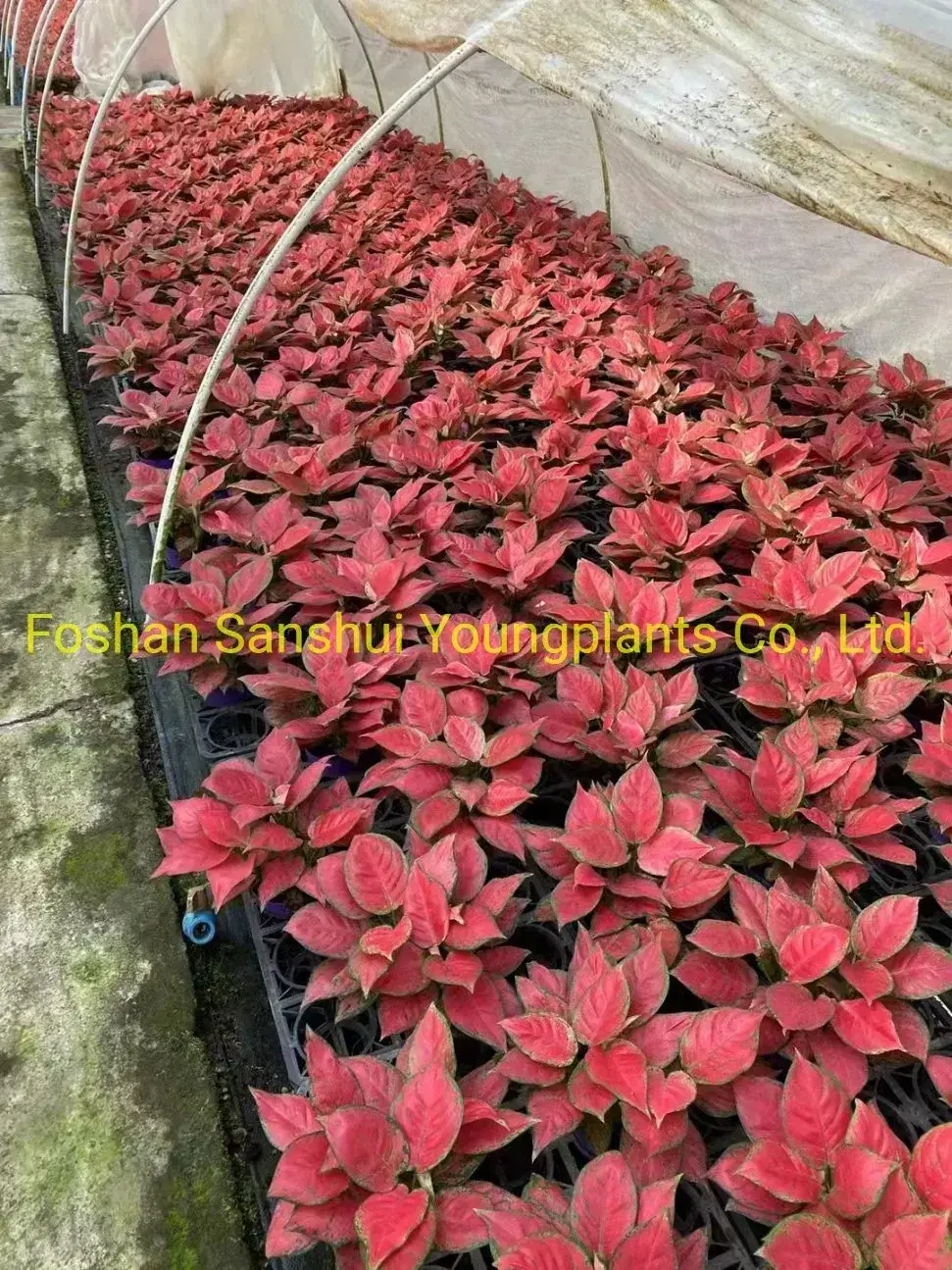 Youngplants |  aglaonema  6