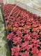 Youngplants |  aglaonema  6