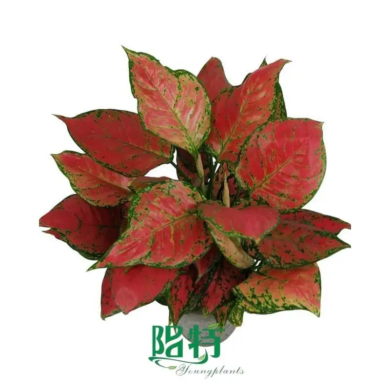 Here's What People Are Saying About aglaonema brown tips