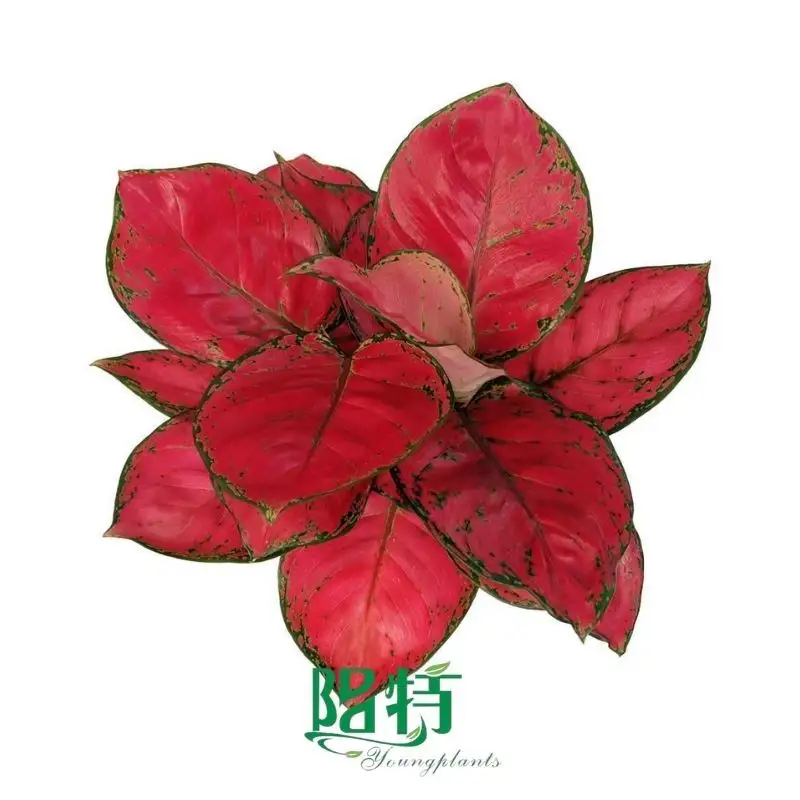 The Reasons Why We Love aglaonema drooping
