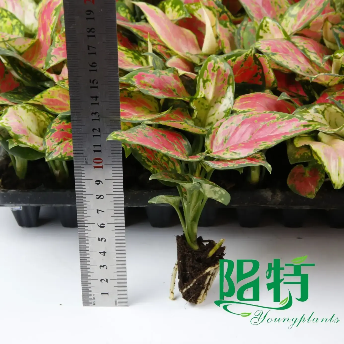 Aglaonema Pink Beauty - Tissue Culture Plants & Plug Plants 2
