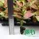 Aglaonema Pink Beauty - Tissue Culture Plants & Plug Plants 2