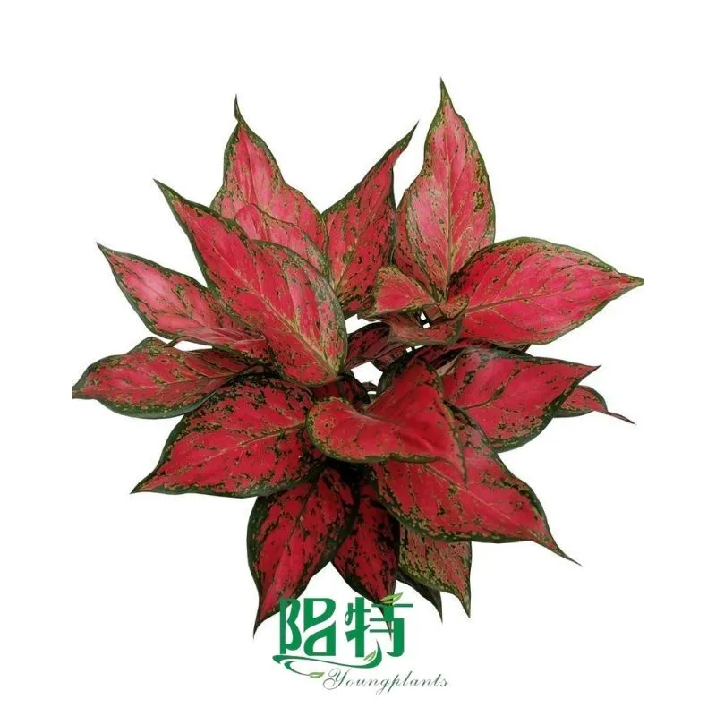 Foshan Youngplants - Aglaonema Red Sword Rooted Plant Plugs Seedlings Indoor/Outdoor Wholesale for Grower 1
